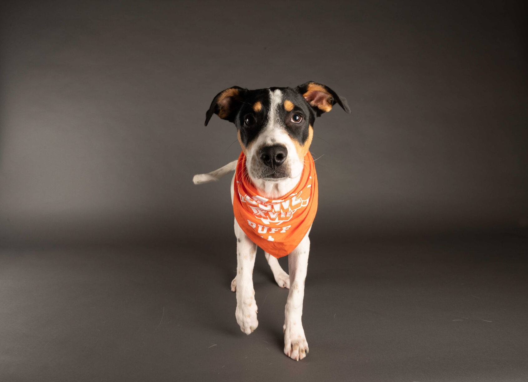 PUPPY BOWL XVII